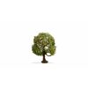 Noch Apfelbaum