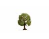 Noch Apfelbaum