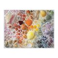 Galison Puzzle Regenbogen Muscheln 2000 Teile