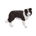 Mojo Border Collie