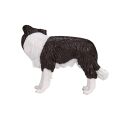 Mojo Border Collie