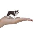 Mojo Border Collie