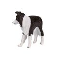Mojo Border Collie