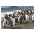 Dino Puzzle Pinguine 1000 Teile