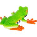 Mojo Rotaugenlaubfrosch