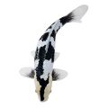 Mojo Koi Shiro Utsuri