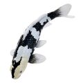 Mojo Koi Shiro Utsuri