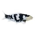 Mojo Koi Shiro Utsuri