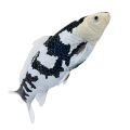 Mojo Koi Shiro Utsuri