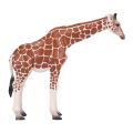 Mojo Giraffe Weibchen