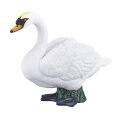 Mojo Höckerschwan
