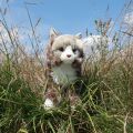 Rappa Plüsch Norweger Katze 38 cm ECO-FRIENDLY