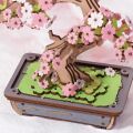 RoboTime 3D-Holzpuzzle Bonsai Sakura