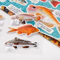 Galison Puzzle Fischgedanken 1000 Teile