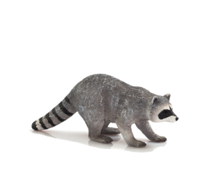 Mojo Waschbär