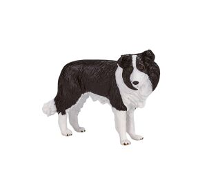 Mojo Border Collie