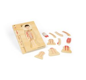 Bigjigs Toys Holzpuzzle Anatomie Junge