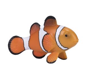 Mojo Falscher Clownfisch