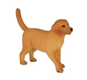 Mojo Golden Retriever Welpe