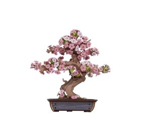 RoboTime 3D-Holzpuzzle Bonsai Sakura