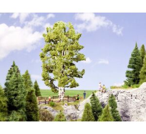 Noch Doppelstämmige Birke