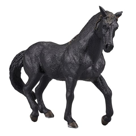 Mojo Andalusier schwarz