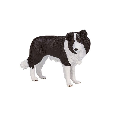Mojo Border Collie