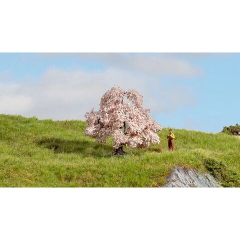 Noch Kirschbaum